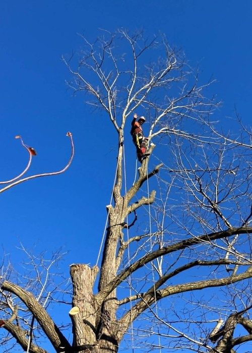 Grimpeur casqué en haut d'un gros arbre en cours d'abattage