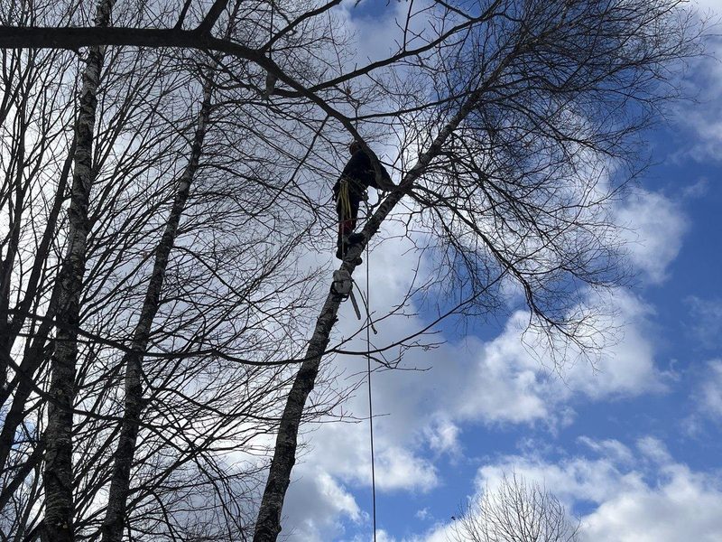 Grimpeur en hauteur qui sécurise un arbre dangereux